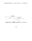 CADHERIN-11 ANTAGONISTS AND METHODS FOR THE TREATMENT OF INFLAMMATORY JOINT DISORDERS diagram and image