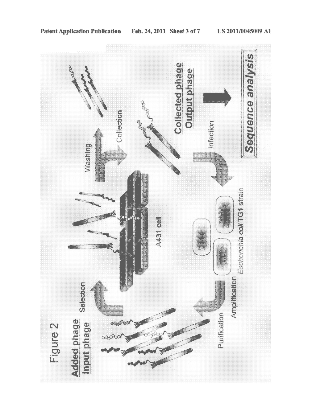 Cell Permeable Peptide - diagram, schematic, and image 04