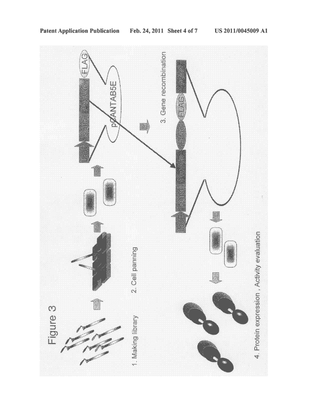 Cell Permeable Peptide - diagram, schematic, and image 05