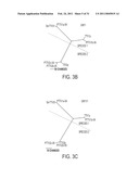 PORCINE TORQUE TENO VIRUS VACCINES AND DIAGNOSIS diagram and image