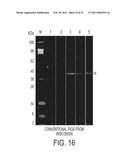 PORCINE TORQUE TENO VIRUS VACCINES AND DIAGNOSIS diagram and image