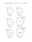 PORCINE TORQUE TENO VIRUS VACCINES AND DIAGNOSIS diagram and image