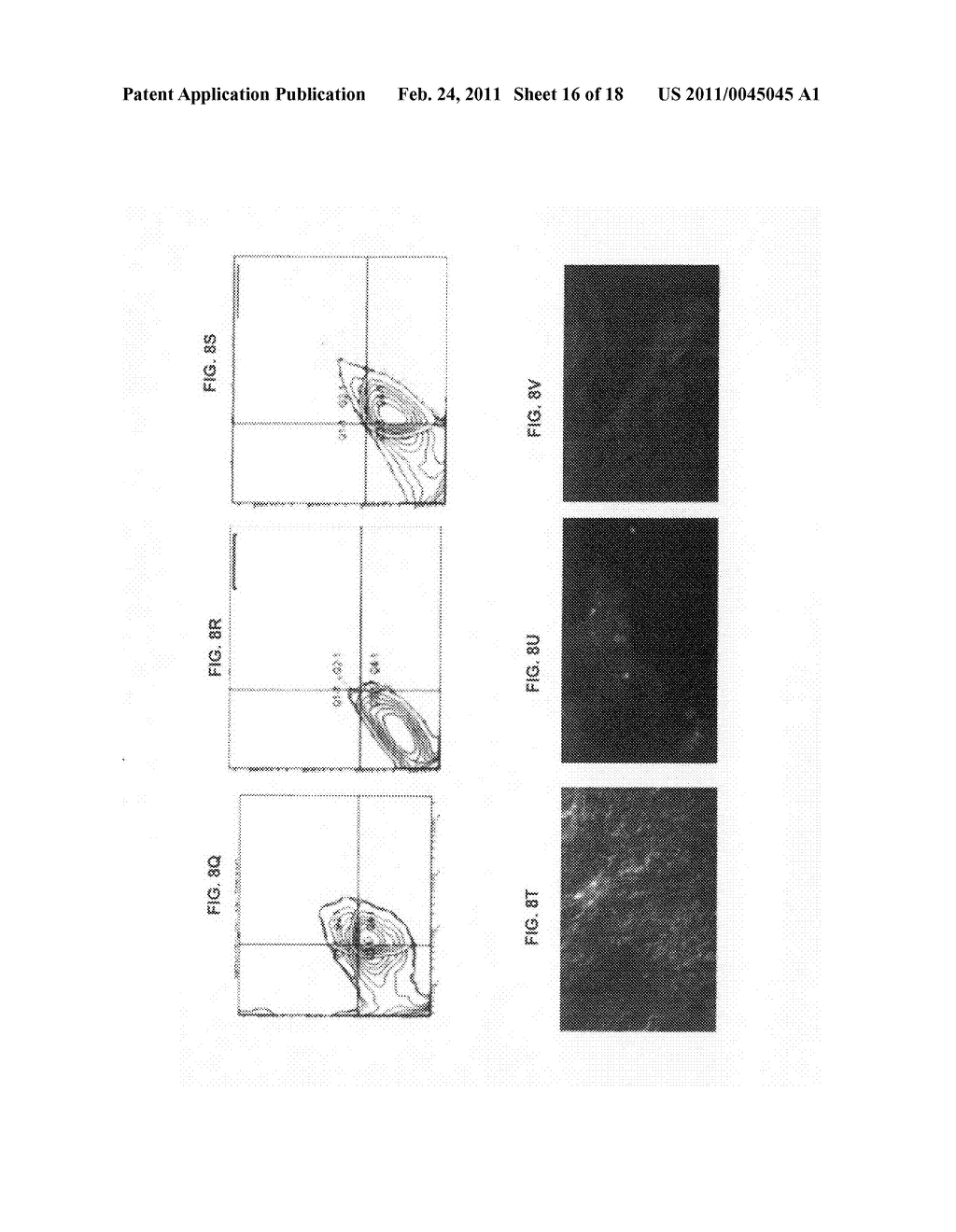 Production of and uses for decellularized lung tissue - diagram, schematic, and image 17