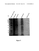 MAGNETIC, PARAMAGNETIC AND/OR SUPERPARAMAGNETIC NANOPARTICLES diagram and image