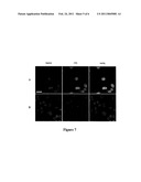 MAGNETIC, PARAMAGNETIC AND/OR SUPERPARAMAGNETIC NANOPARTICLES diagram and image