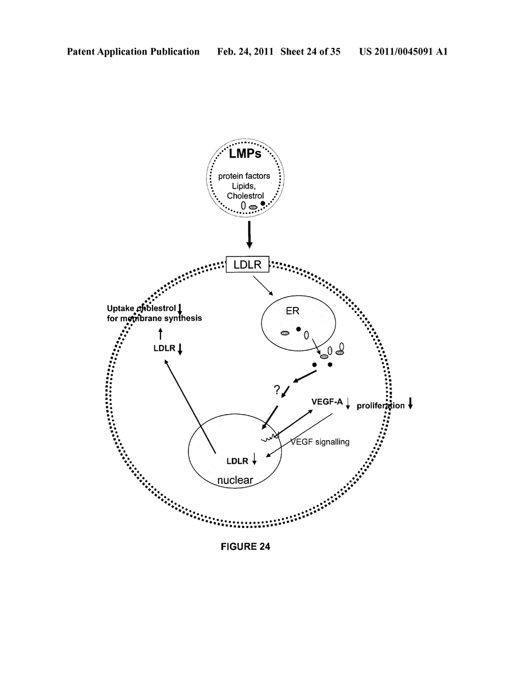 ANTI-ANGIOGENESIS, ANTICANCER PROLIFERATION PROPERTIES OF LYMPHOCYTIC-DERIVED MICROPARTICLES - diagram, schematic, and image 25