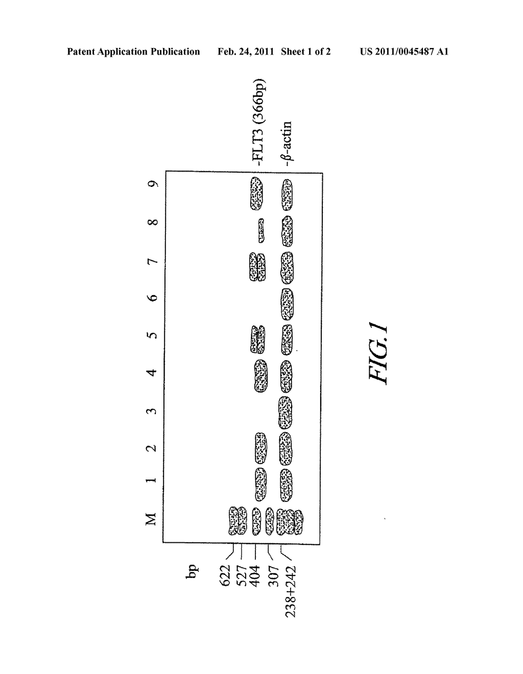 METHODS OF DIAGNOSING MYELODYSPLASTIC SYNDROME (MDS) OR LEUKEMIA USING NUCLEIC ACIDS OR FRAGMENTS ENCODING FLT3 KINASE - diagram, schematic, and image 02