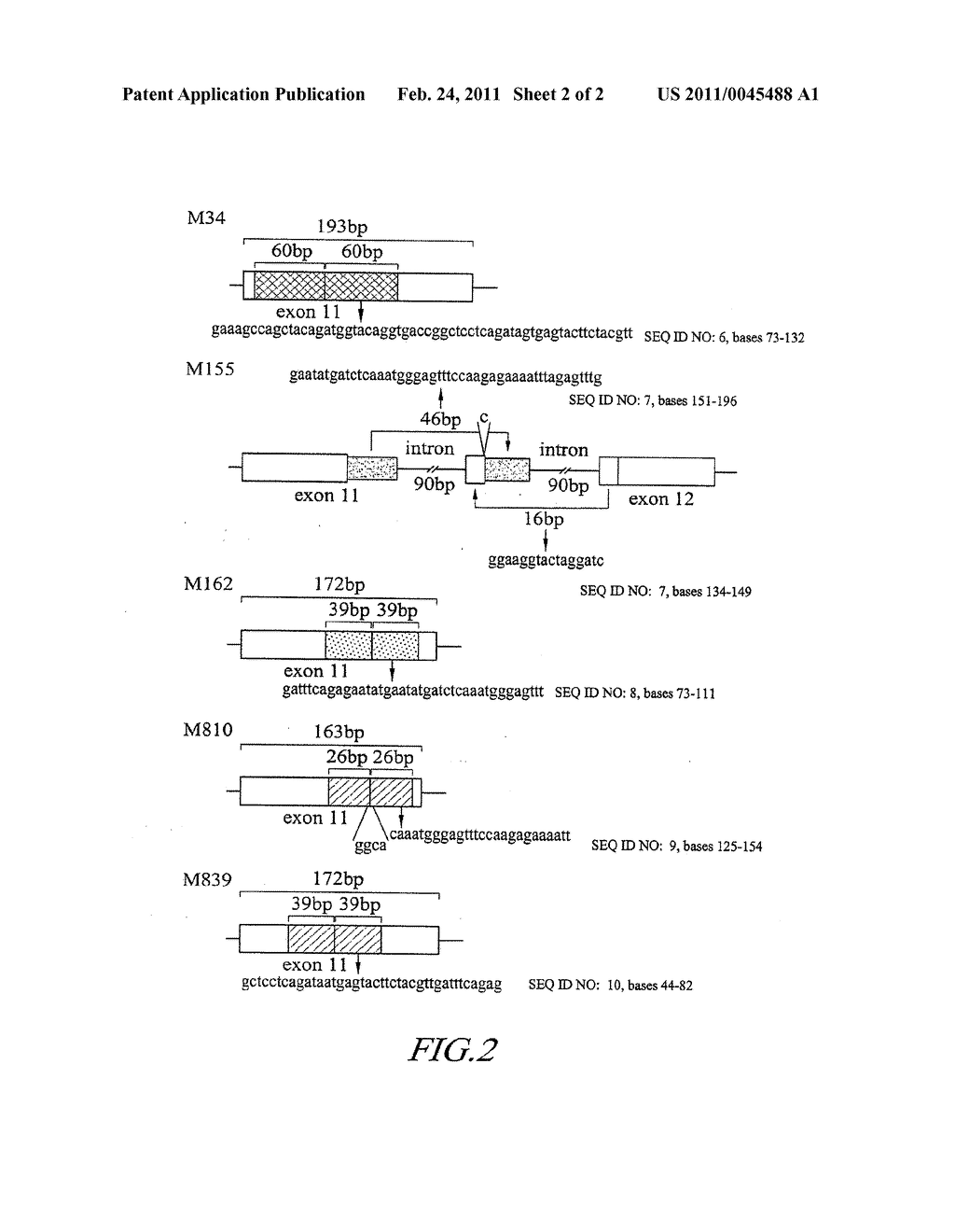 METHODS OF DIAGNOSING MYELODYSPLASTIC SYNDROME (MDS) OR LEUKEMIA USING NUCLEIC ACIDS OR FRAGMENTS ENCODING FLT3 KINASE - diagram, schematic, and image 03