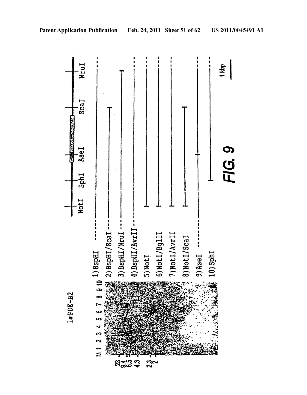 CYCLIC NUCLEOTIDE-SPECIFIC PHOSPHODIESTERASES FROM LEISHMANIA AND USES THEREOF - diagram, schematic, and image 52