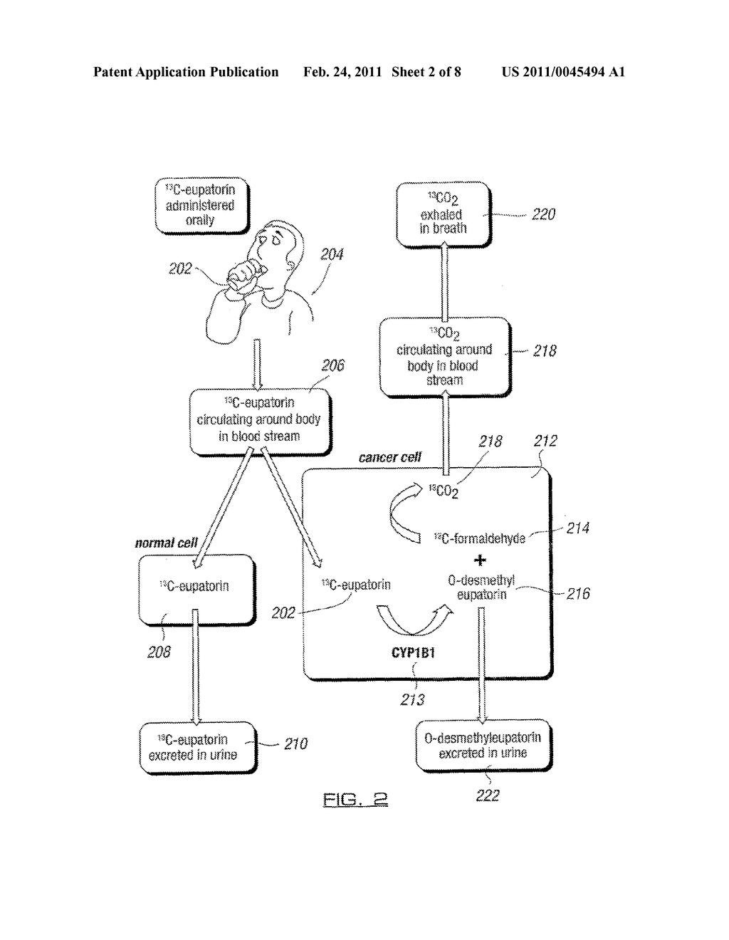 CANCER DETECTION METHODS AND TECHNIQUES - diagram, schematic, and image 03