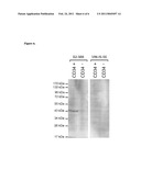 NOVEL ACIDIC GLYCAN MARKERS OF HUMAN CELLS diagram and image