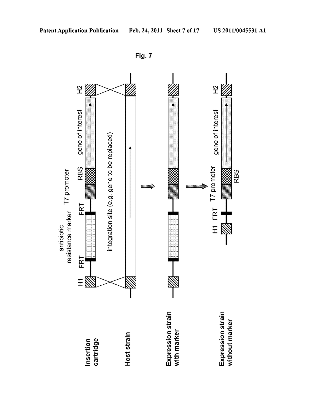 METHOD FOR PRODUCING A RECOMBINANT PROTEIN ON A MANUFACTURING SCALE - diagram, schematic, and image 08