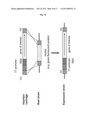 METHOD FOR PRODUCING A RECOMBINANT PROTEIN ON A MANUFACTURING SCALE diagram and image