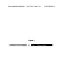 Nucleic Acid Cassette For Producing Recombinant Antibodies diagram and image