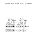 Nucleic Acid Cassette For Producing Recombinant Antibodies diagram and image