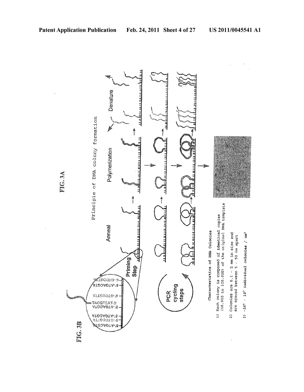 METHOD OF NUCLEIC ACID AMPLIFICATION - diagram, schematic, and image 05