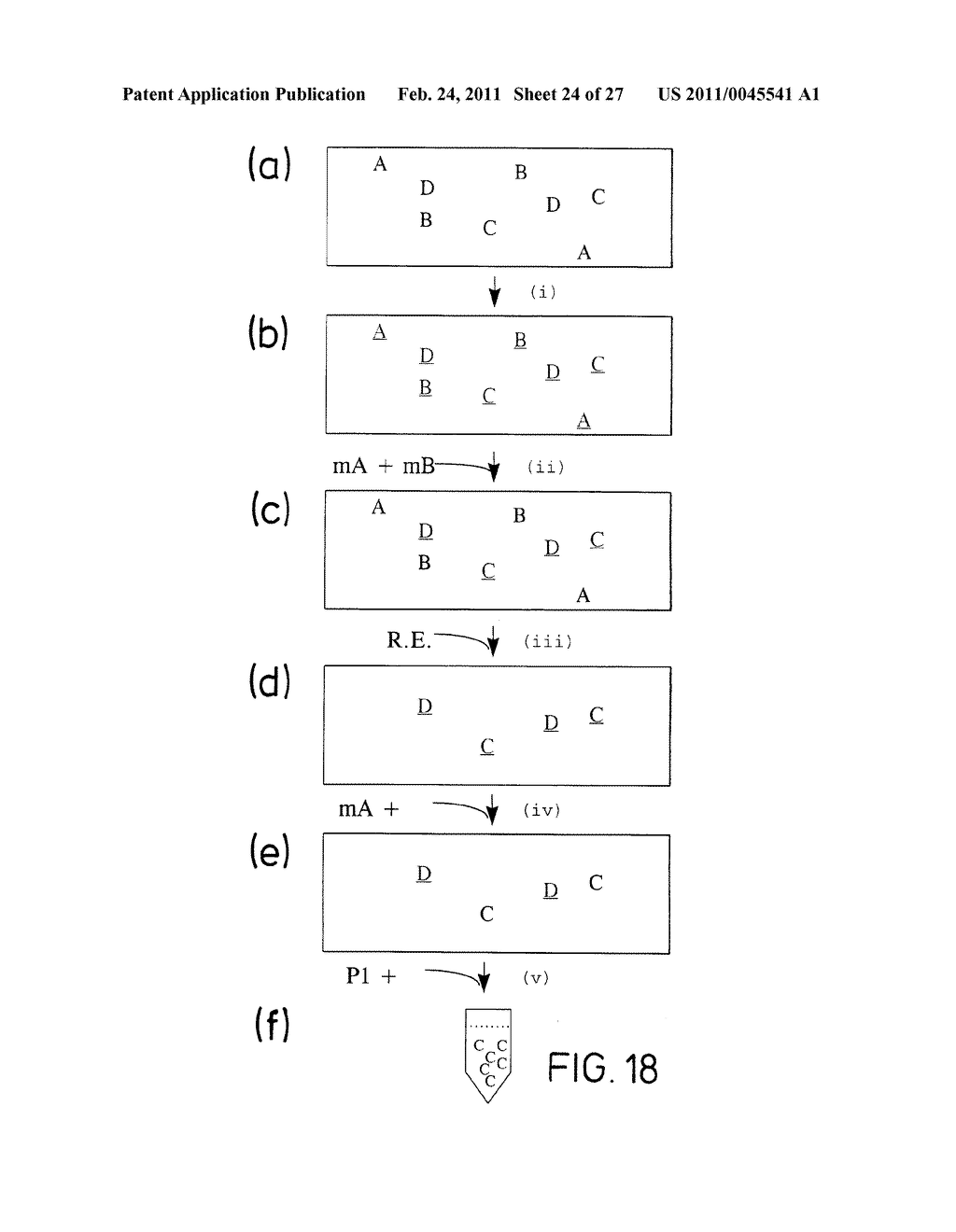 METHOD OF NUCLEIC ACID AMPLIFICATION - diagram, schematic, and image 25