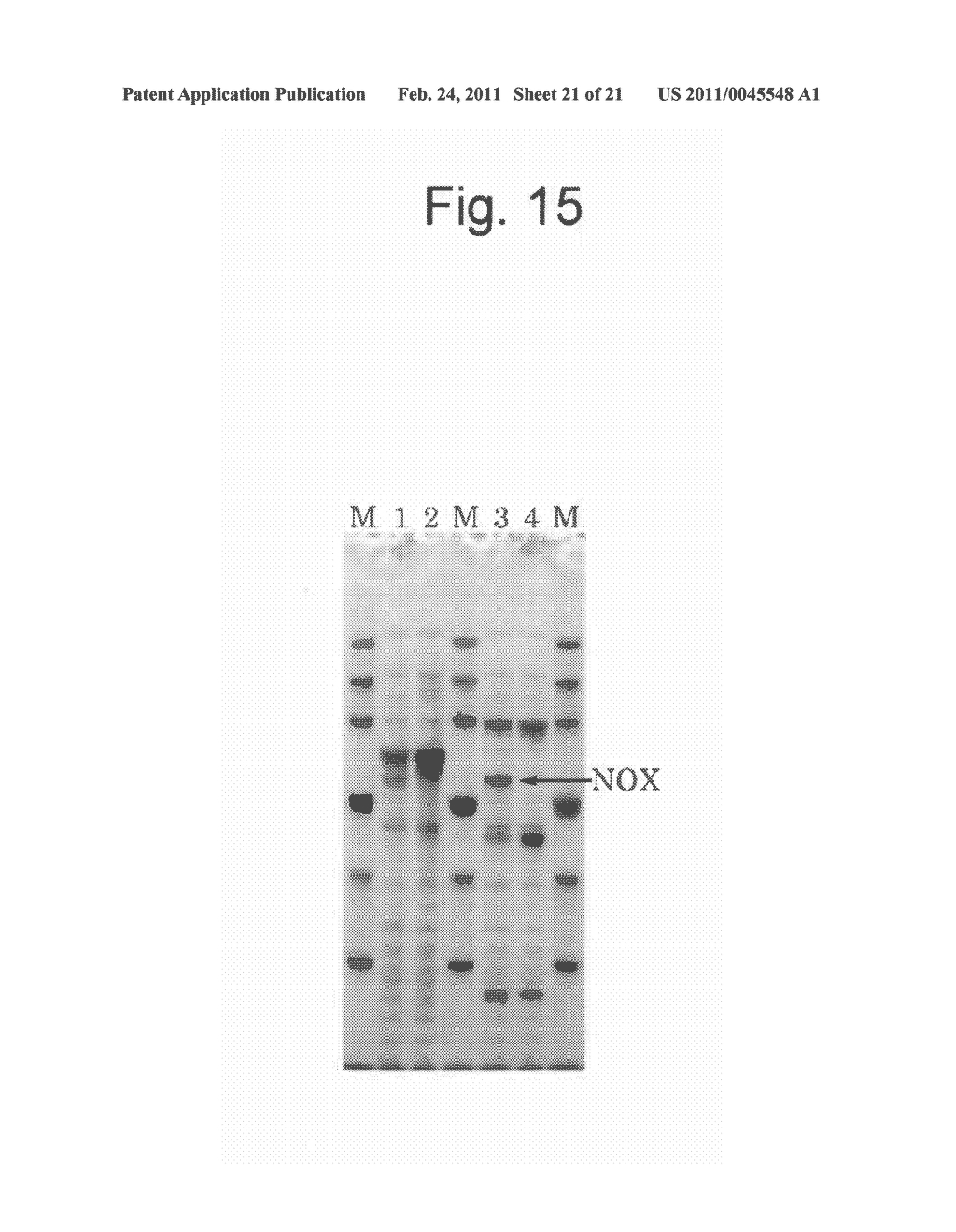 NOVEL HYDROGEN PEROXIDE-FORMING NADH OXIDASE AND DNA ENCODING THE SAME - diagram, schematic, and image 22