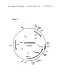 MALIC ACID PRODUCTION IN RECOMBINANT YEAST diagram and image