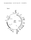 MALIC ACID PRODUCTION IN RECOMBINANT YEAST diagram and image