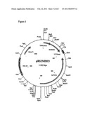 MALIC ACID PRODUCTION IN RECOMBINANT YEAST diagram and image