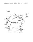 MALIC ACID PRODUCTION IN RECOMBINANT YEAST diagram and image