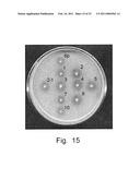 Development of Strains of the Thermotolerant Yeast Hansenula Polymorpha Capable of Alcoholic Fermentation of Starch and Xylan by Expression of Starch and Xylan Degrading Enzymes diagram and image