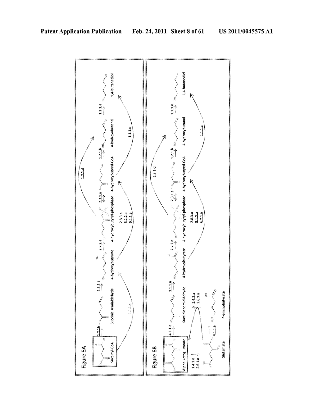 MICROORGANISMS FOR THE PRODUCTION OF 1,4-BUTANEDIOL AND RELATED METHODS - diagram, schematic, and image 09