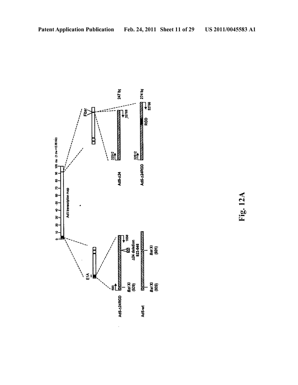 INFECTIVITY-ENHANCED CONDITIONALLY-REPLICATIVE ADENOVIRUS AND USES THEREOF - diagram, schematic, and image 12