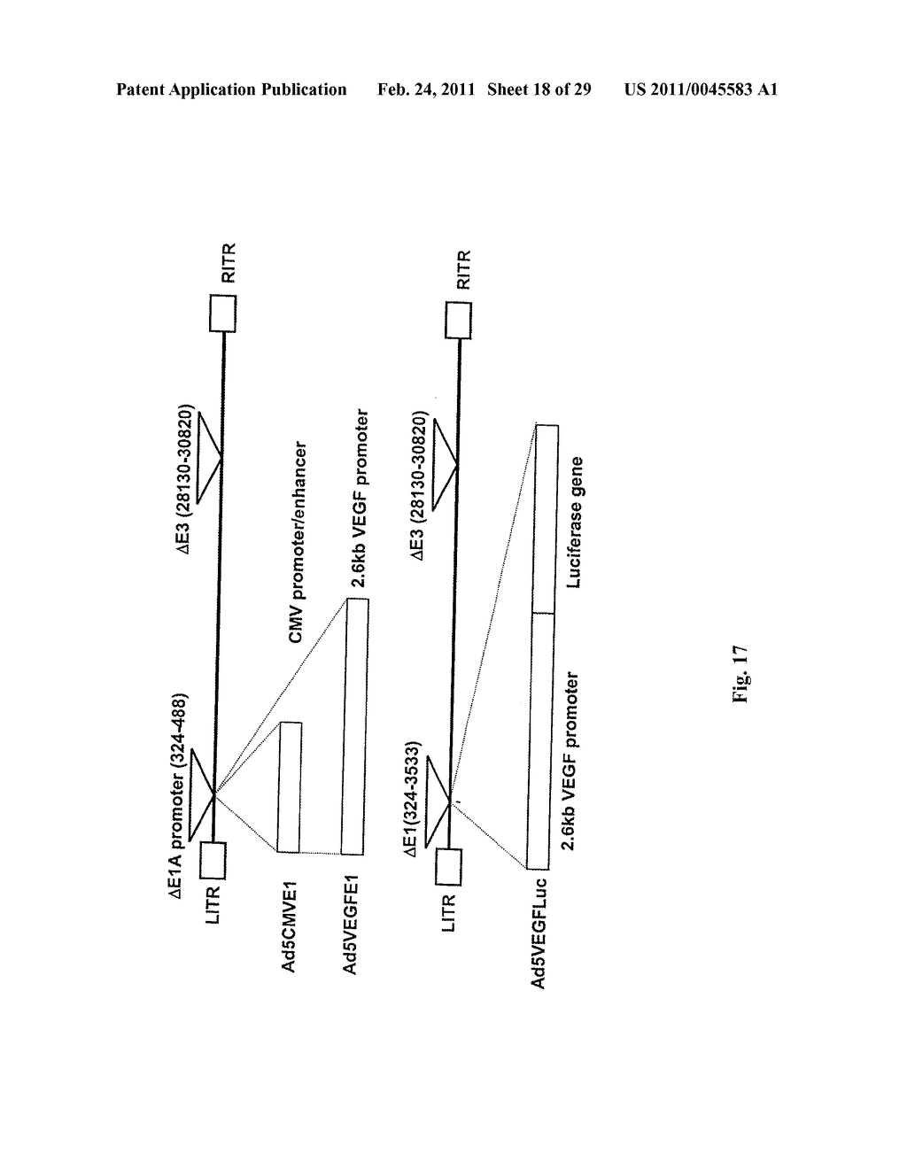 INFECTIVITY-ENHANCED CONDITIONALLY-REPLICATIVE ADENOVIRUS AND USES THEREOF - diagram, schematic, and image 19