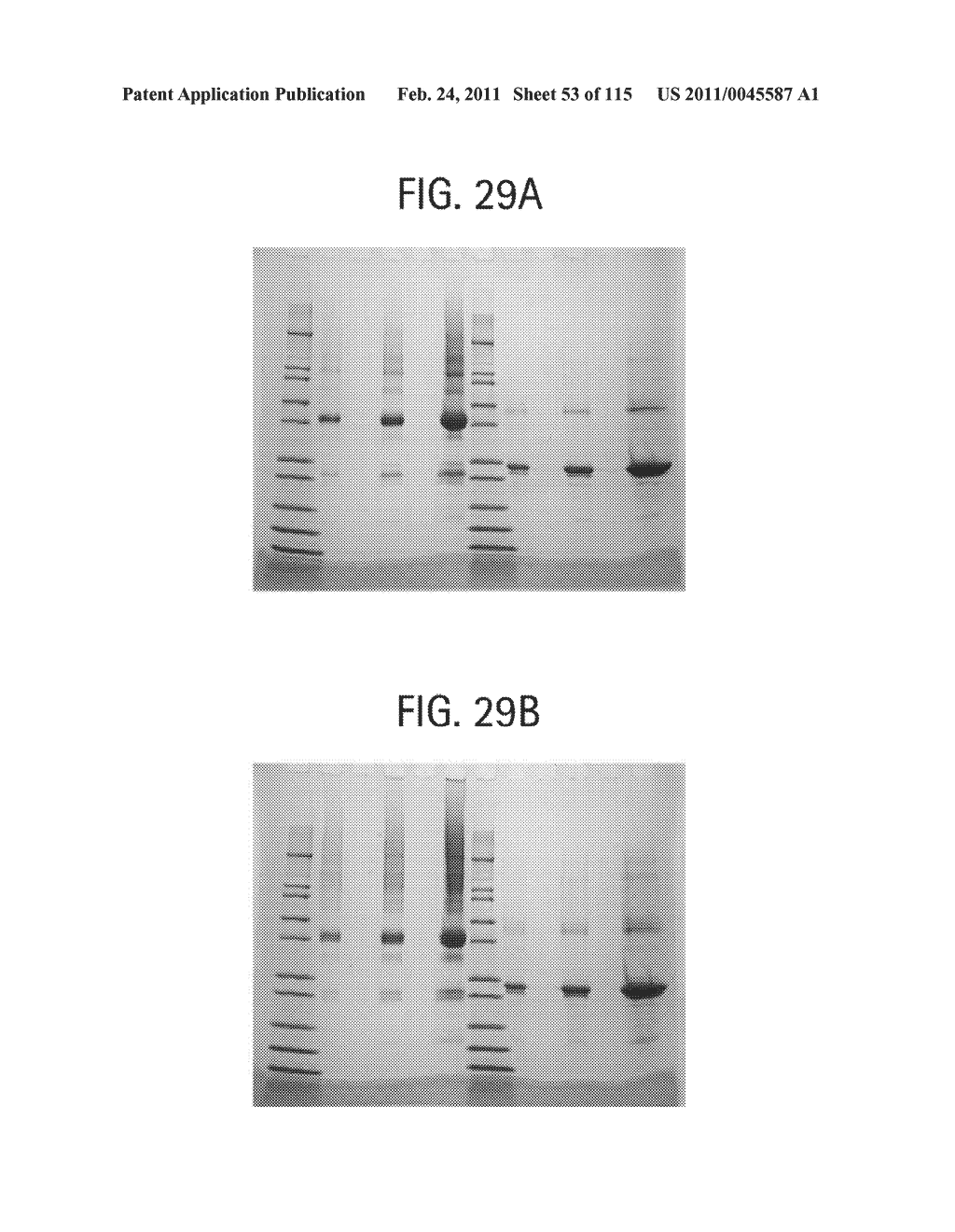 TOXIN PEPTIDE THERAPEUTIC AGENTS - diagram, schematic, and image 54