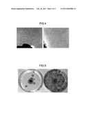 METHOD FOR CULTURING HUMAN PERIOSTEUM diagram and image