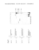 STRUCTURAL NUCLEIC ACID GUIDED CHEMICAL SYNTHESIS diagram and image