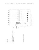 STRUCTURAL NUCLEIC ACID GUIDED CHEMICAL SYNTHESIS diagram and image