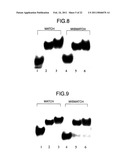 GENE EXPRESSION INHIBITOR SELECTIVE FOR MATRIX METALLOPROTEINASE-9 GENE diagram and image