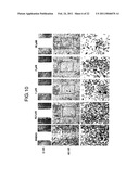 GENE EXPRESSION INHIBITOR SELECTIVE FOR MATRIX METALLOPROTEINASE-9 GENE diagram and image