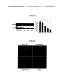 GENE EXPRESSION INHIBITOR SELECTIVE FOR MATRIX METALLOPROTEINASE-9 GENE diagram and image