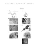 SMALL MOLECULES FOR NEURONAL DIFFERENTIATION OF EMBRYONIC STEM CELLS diagram and image
