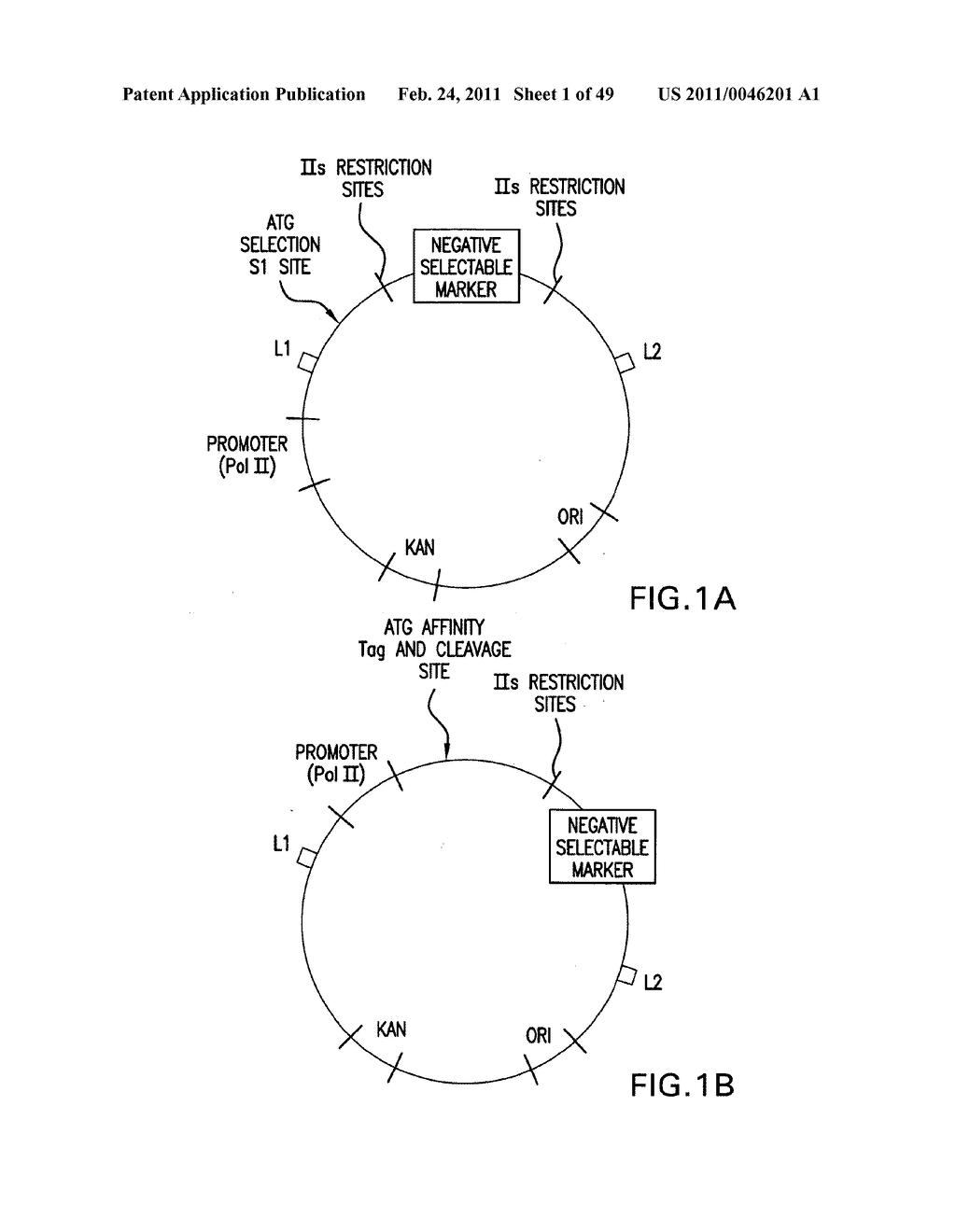 METHODS AND COMPOSITIONS FOR SEAMLESS CLONING OF NUCLEIC ACID MOLECULES - diagram, schematic, and image 02