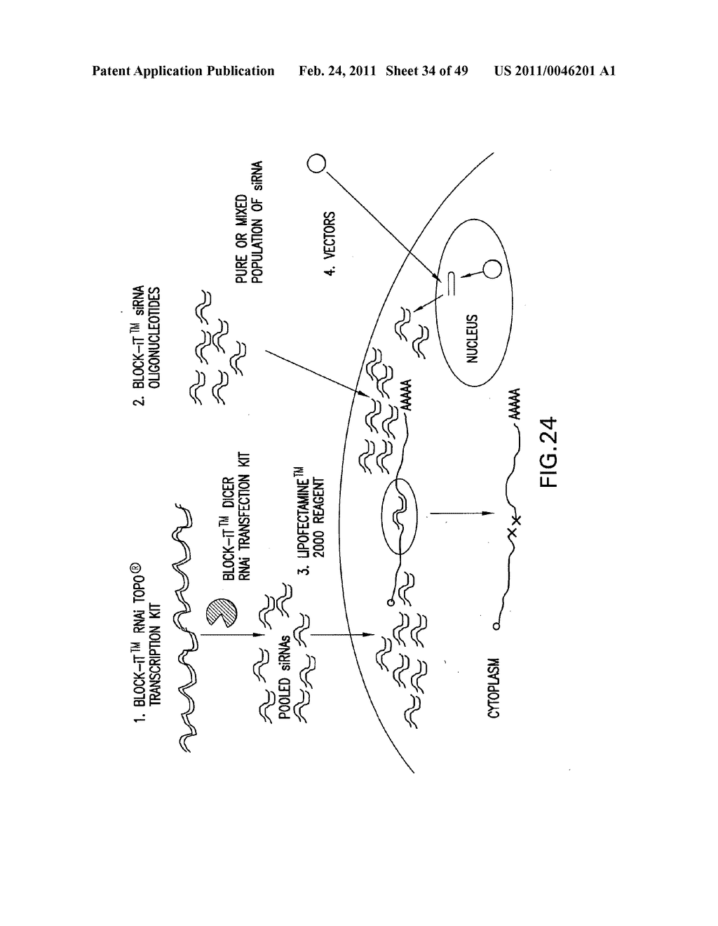 METHODS AND COMPOSITIONS FOR SEAMLESS CLONING OF NUCLEIC ACID MOLECULES - diagram, schematic, and image 35