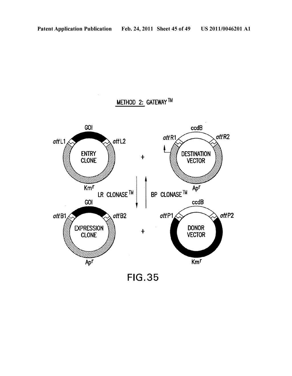 METHODS AND COMPOSITIONS FOR SEAMLESS CLONING OF NUCLEIC ACID MOLECULES - diagram, schematic, and image 46