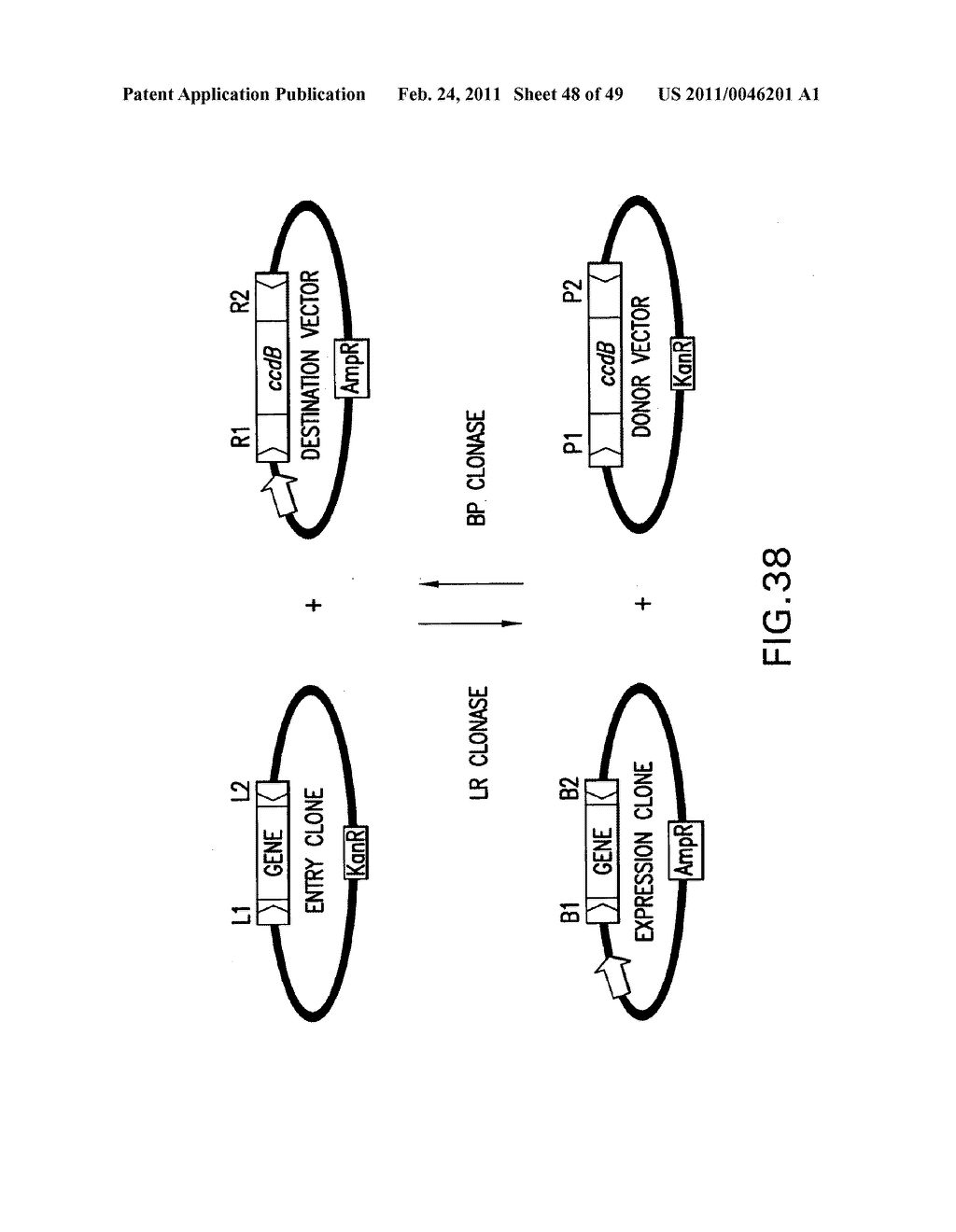 METHODS AND COMPOSITIONS FOR SEAMLESS CLONING OF NUCLEIC ACID MOLECULES - diagram, schematic, and image 49