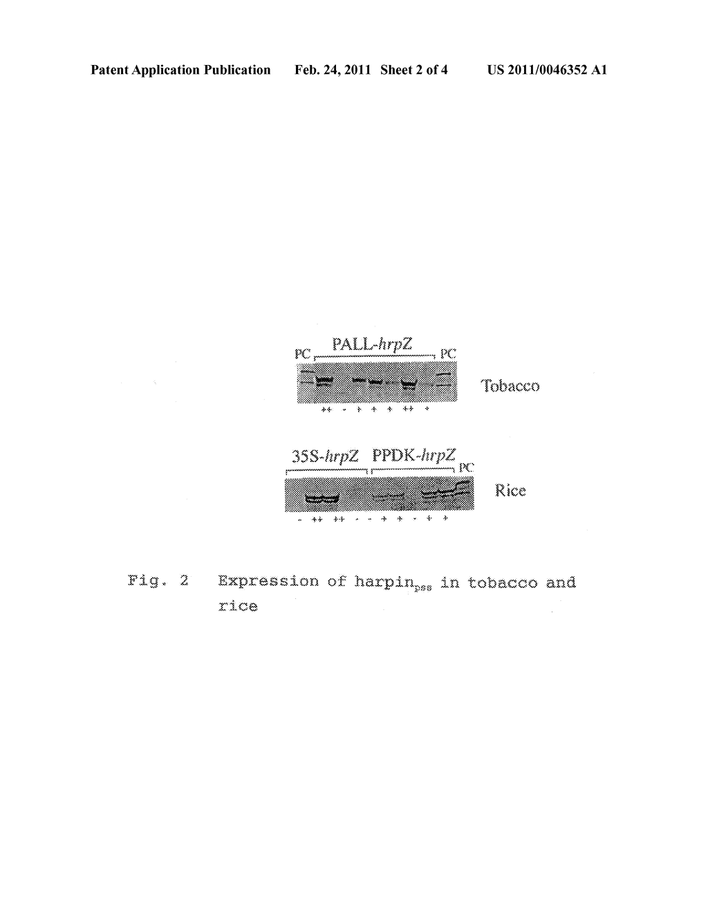 DISEASE-RESISTANT PLANTS AND METHOD OF CONSTRUCTING THE SAME - diagram, schematic, and image 03