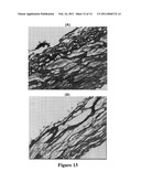 STRUCTURALLY MODIFIED ACELLULAR TISSUE ENGINEERING SCAFFOLDS AND METHODS OF PRODUCTION diagram and image