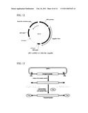 METHODS AND COMPOSITIONS FOR TRANSPOSON-MEDIATED TRANSGENESIS diagram and image