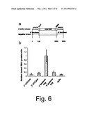 METHODS OF TREATING A FLAVIVIRIDAE FAMILY VIRAL INFECTION AND COMPOSITIONS FOR TREATING A FLAVIVIRIDAE FAMILY VIRAL INFECTION diagram and image