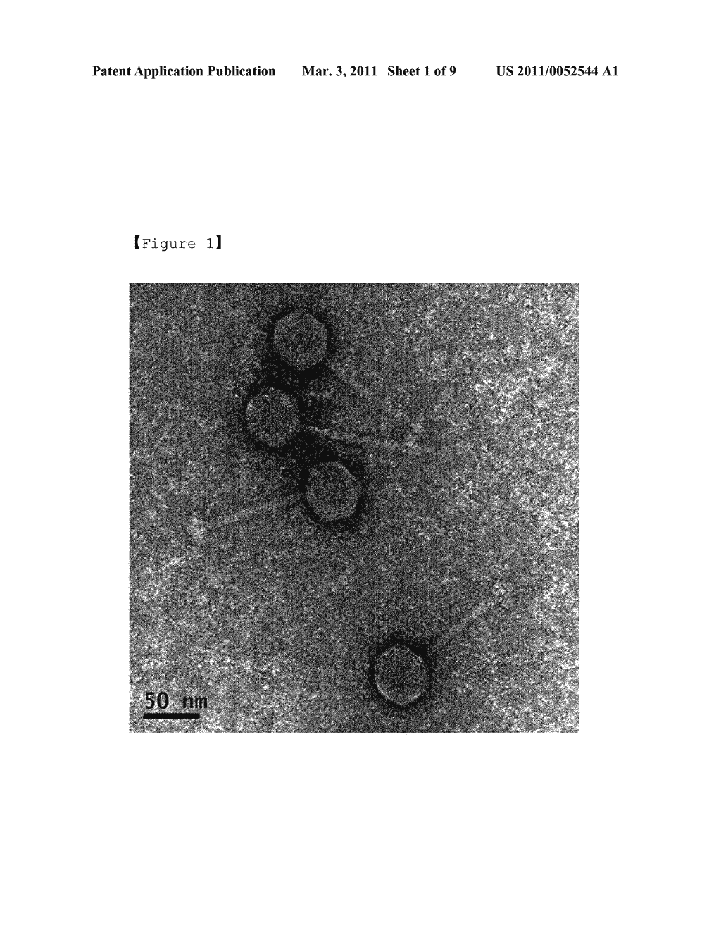 NOVEL BACTERIOPHAGE AND ANTIBACTERIAL COMPOSITION COMPRISING THE SAME - diagram, schematic, and image 02