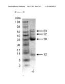 NOVEL BACTERIOPHAGE AND ANTIBACTERIAL COMPOSITION COMPRISING THE SAME diagram and image