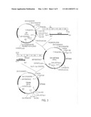 METHOD FOR TREATING IDIOPATHIC THROMBOCYTOPENIC PURPURA USING MONOCLONAL ANTIBODIES diagram and image