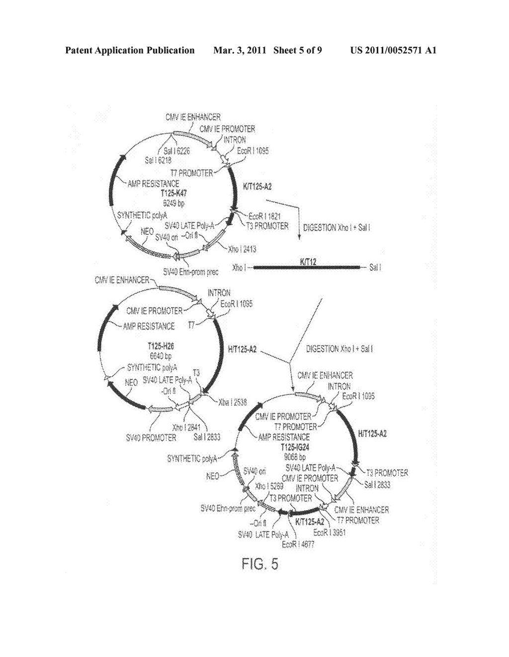 METHOD FOR TREATING IDIOPATHIC THROMBOCYTOPENIC PURPURA USING MONOCLONAL ANTIBODIES - diagram, schematic, and image 06